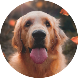 Tongue Dog