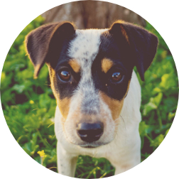 Spotted Dog